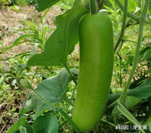 瓠子瓜怎么吃啊,瓠子瓜的多样食法探索