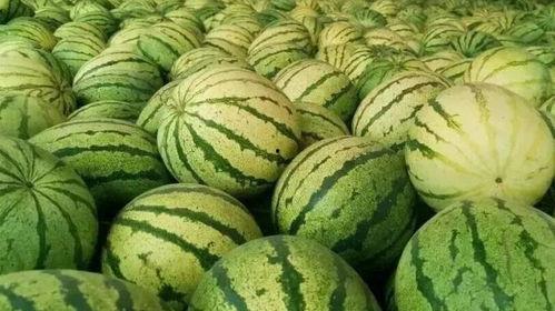 只吃籽瓜,探寻单一食材的饮食奥秘