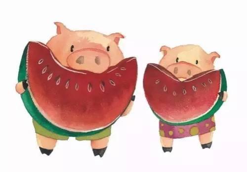 猪吃梨瓜,猪儿品尝梨瓜的欢乐时光