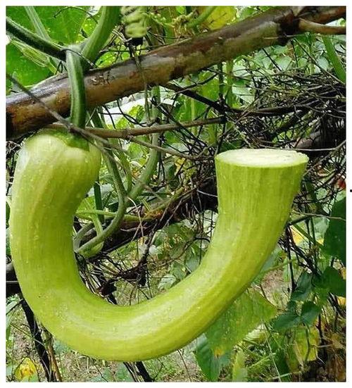 院子吃瓜,瓜香四溢，共享悠闲时光