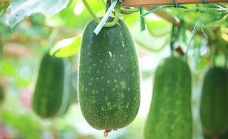 护心在线吃瓜,揭秘娱乐圈的甜蜜瓜田