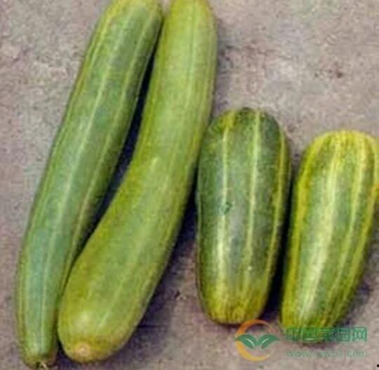 合生汇吃瓜,揭秘网红打卡地的幕后故事