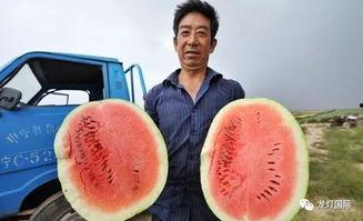 带你吃瓜最强生物,传奇背后的故事