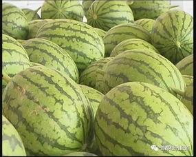 九线吃瓜,揭秘娱乐圈的瓜田秘闻