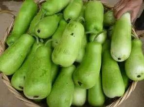 好葫芦瓜怎么吃,解锁美味新体验