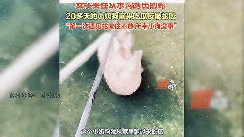 女子吃瓜看蛇,一场意外引发的惊悚体验