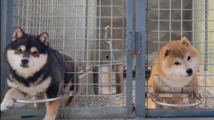 柴宝日常吃瓜,揭秘娱乐圈幕后故事